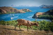 Гривистый замбар Гривистый замбар