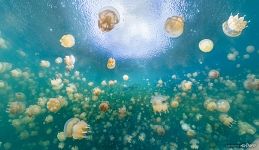 Озеро Медуз. Подводная панорама