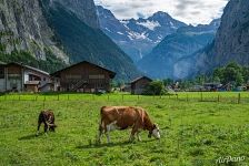 Альпийские коровы