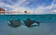 Подводный мир Мальдив. Скаты Подводный мир Мальдив. Скаты